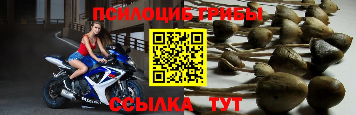 Грязи  Галлюциногенные грибы Psilocybe  Вход с VPN 